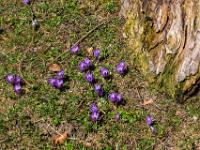 Lila Krokusse und Totholz